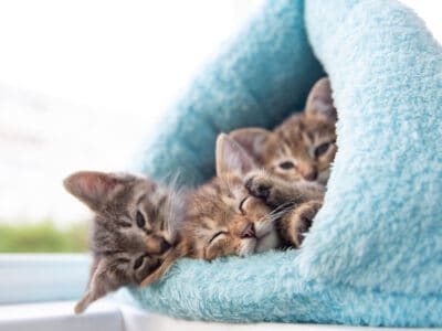 Sell Kittens – Rehome a Cat online