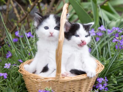 Why Two Cats Are Better Than One