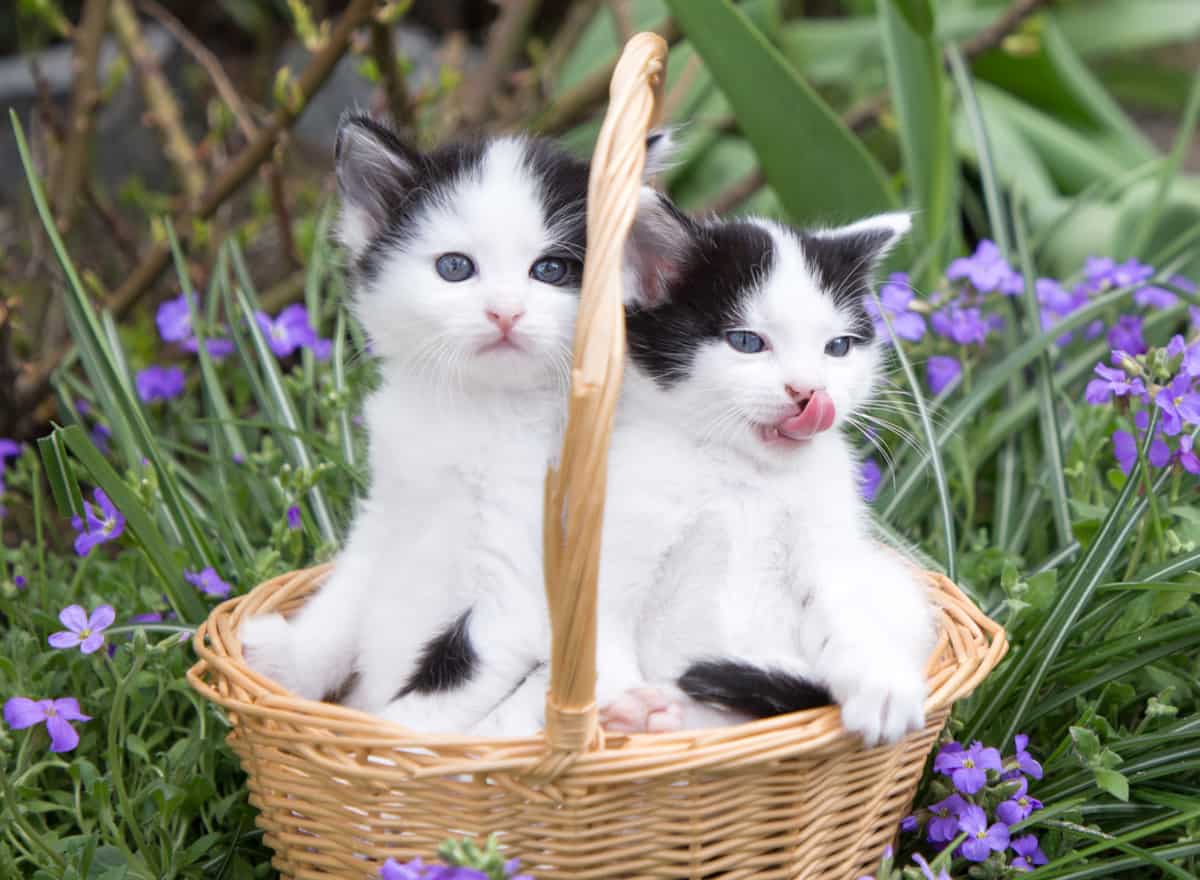 Why Two Cats Are Better Than One