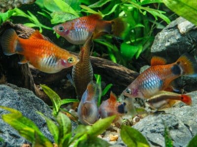 Sell Fish Online