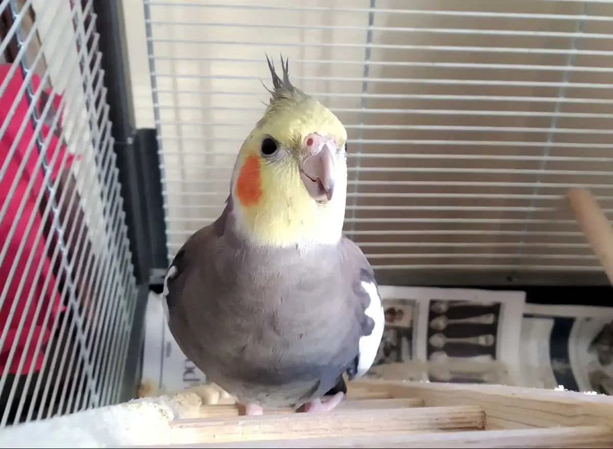 Sell Birds Online for Free