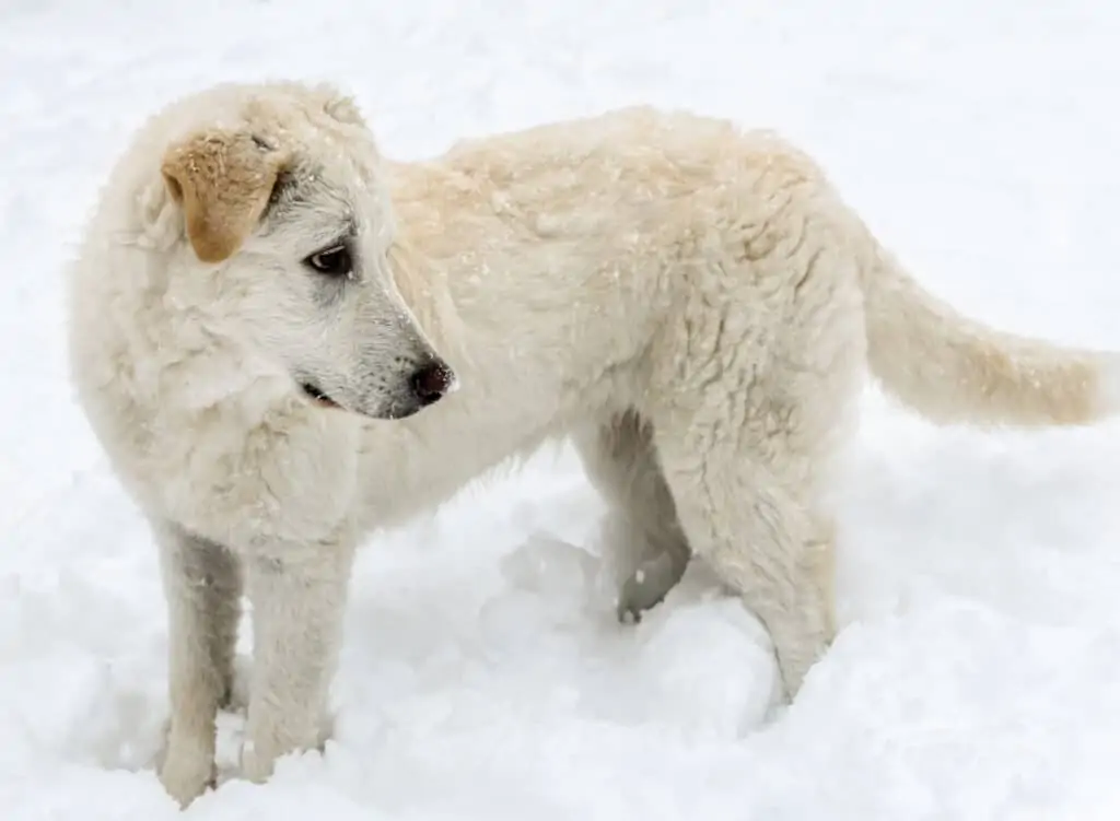 Free Dogs near me Pet Classifieds