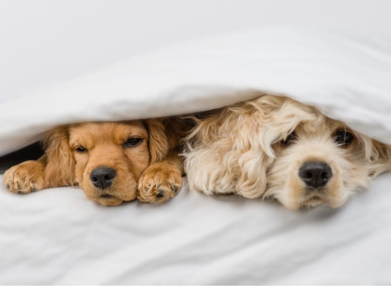 Free Dogs near me Pet Classifieds