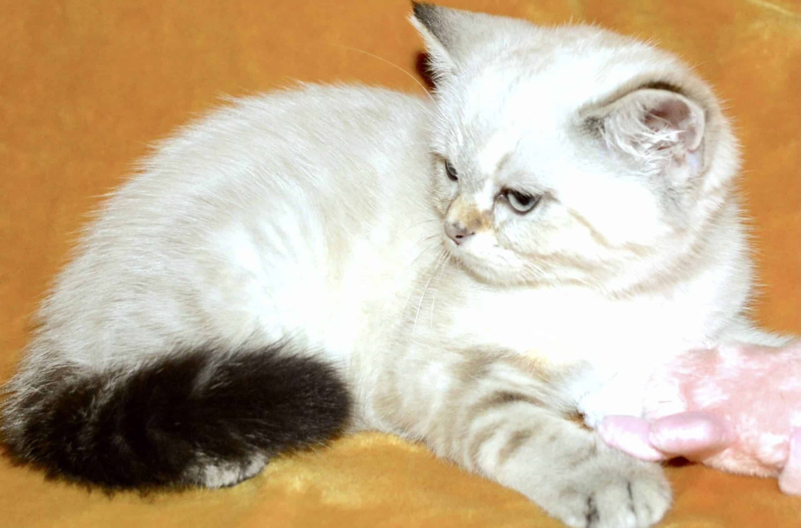 Scottish fold kittens - Petclassifieds.com