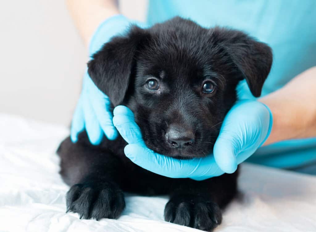 Solid Black German Shepherd