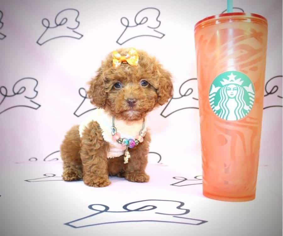 Teacup Poodle Puppies For Sale