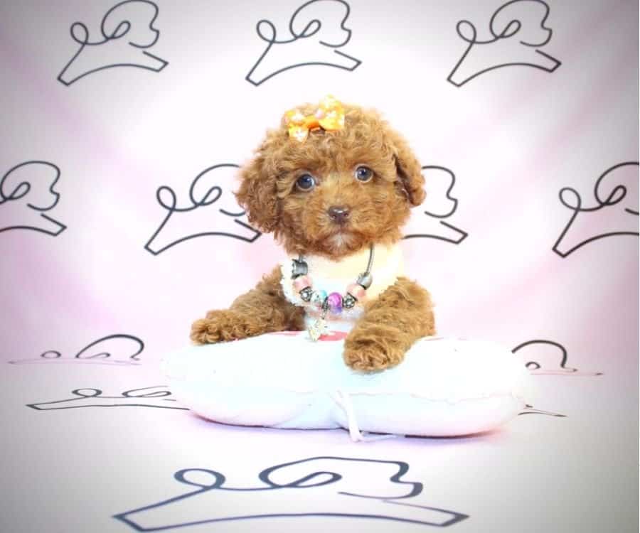 Teacup Poodle Puppies For Sale