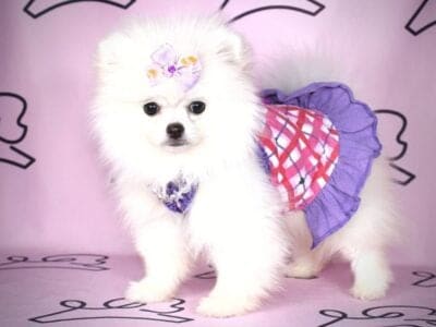 Teacup Pomeranian Puppies By Breeder