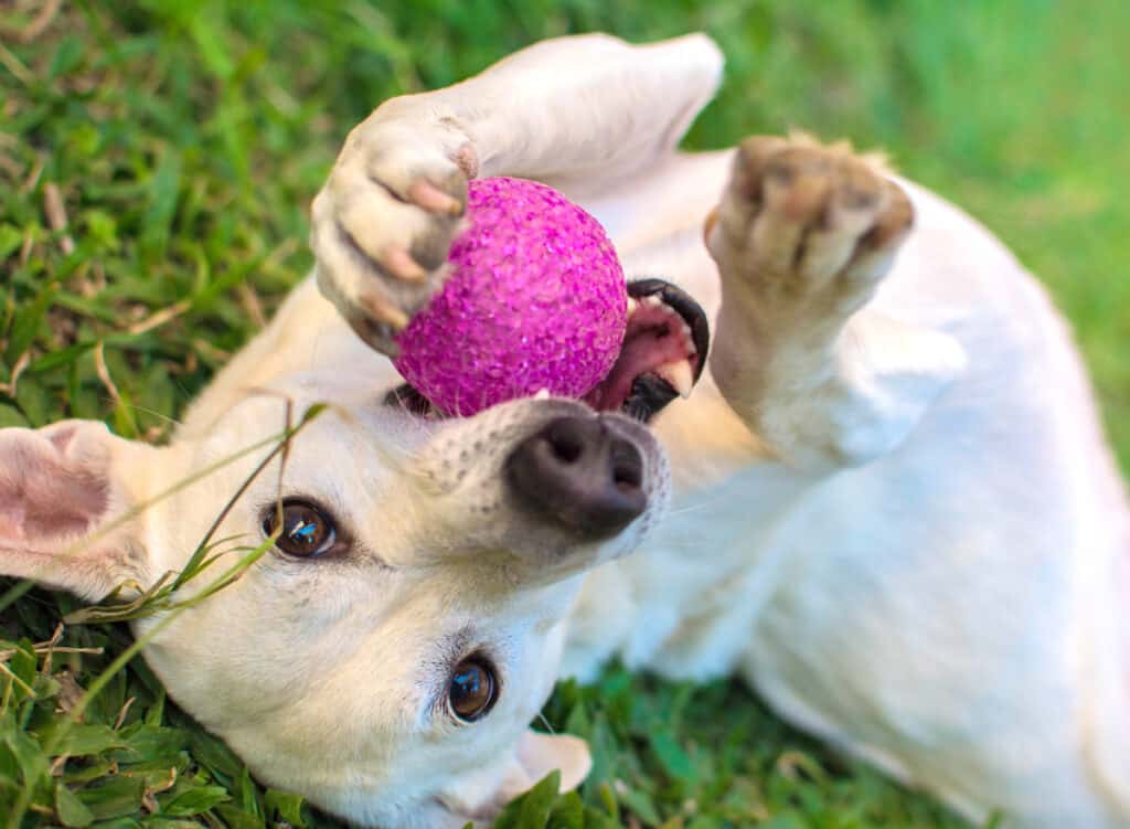 Dog playing with ball