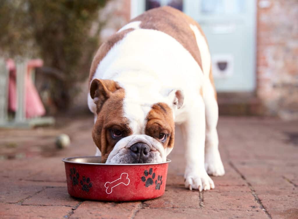 Food and Treats for Traveling