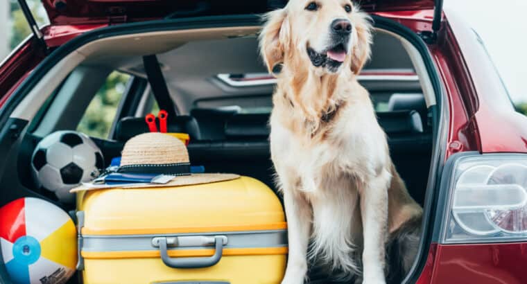 How To Take Your Dog On A Road Trip