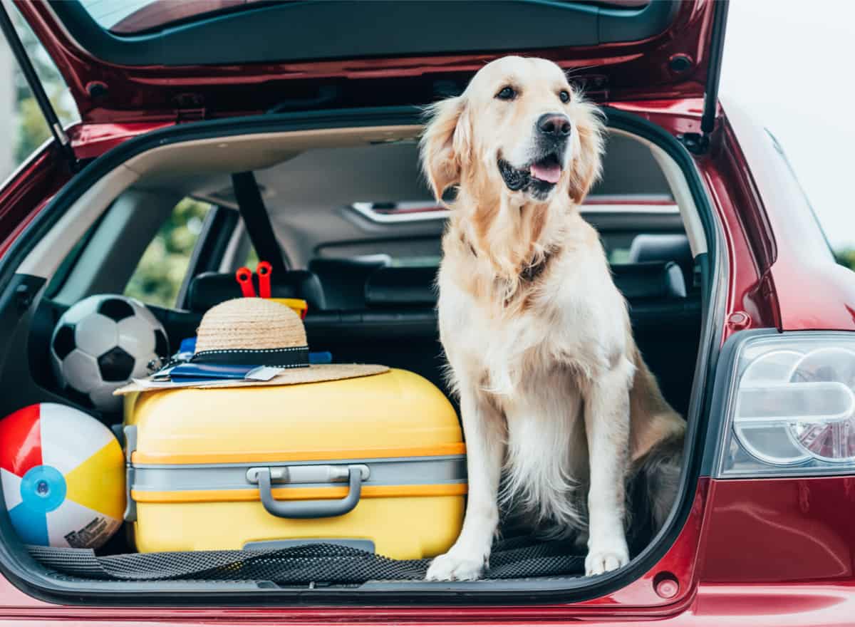 How To Take Your Dog On A Road Trip