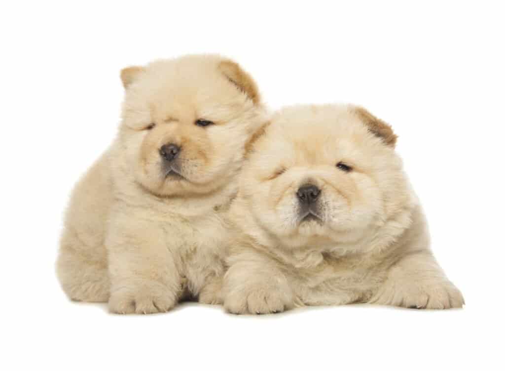 Chow Chow Teddy Bear Puppies