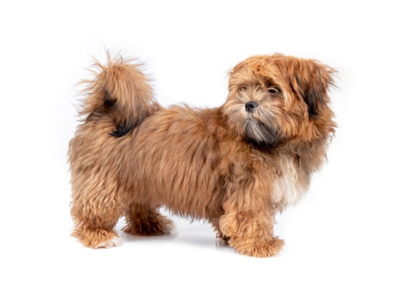 Teddy Bear Puppies PetClassifieds Com   Fluffy Zuchon Teddy Bear Puppy 768x563 