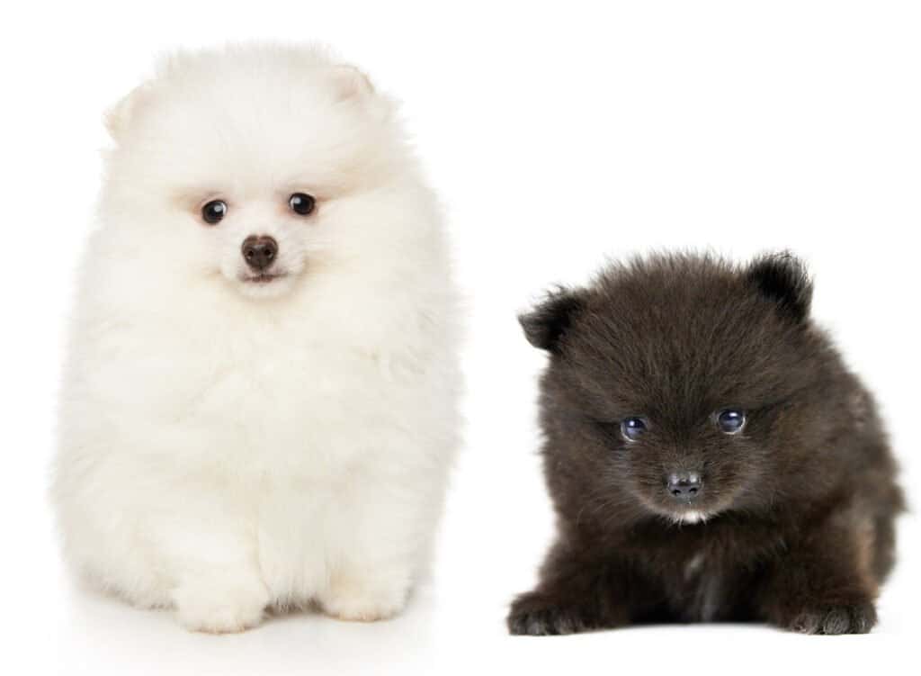 Two Teddy Bear Pomeranian Puppies one white one black