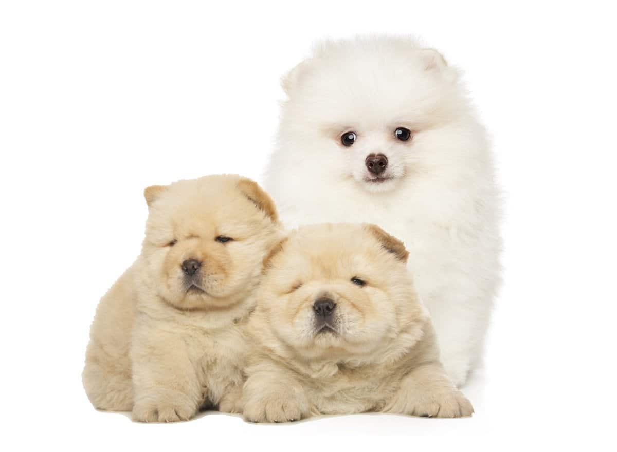 Teddy Bear Puppies | PetClassifieds.com