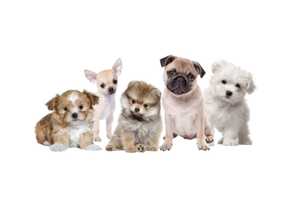 Small Breed Puppies for Sale