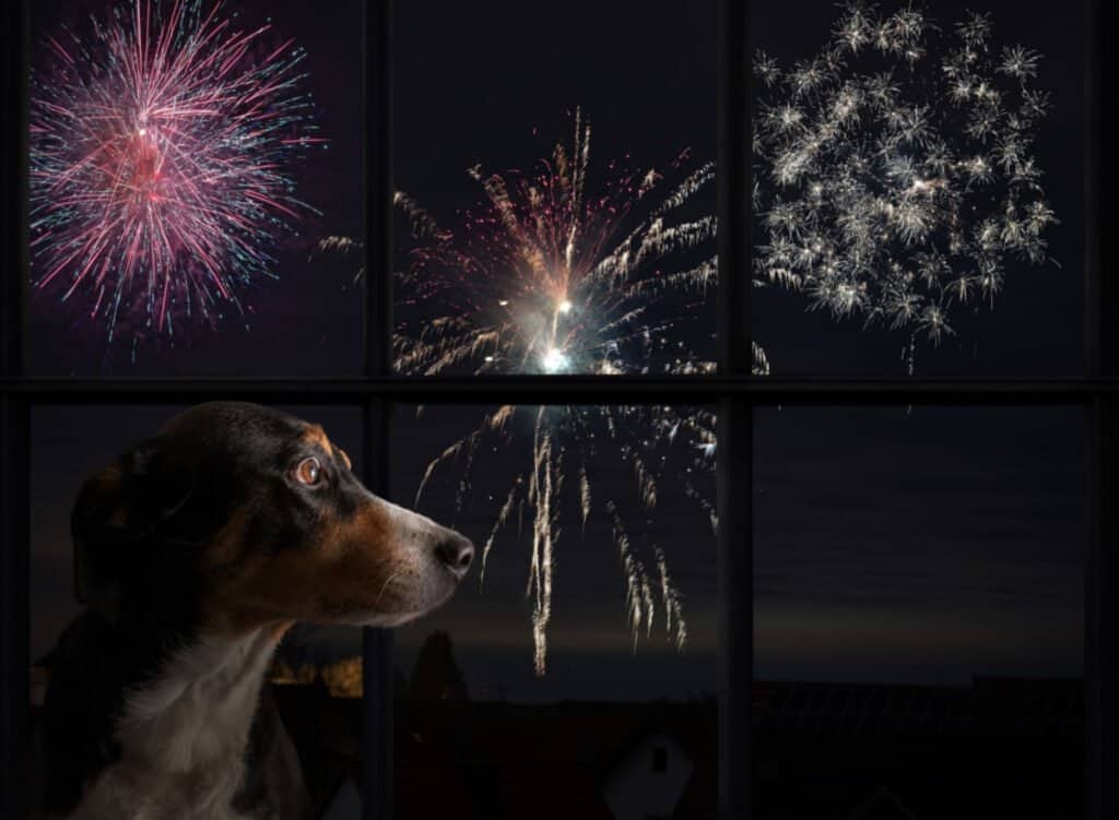 Dog Hearing Fireworks