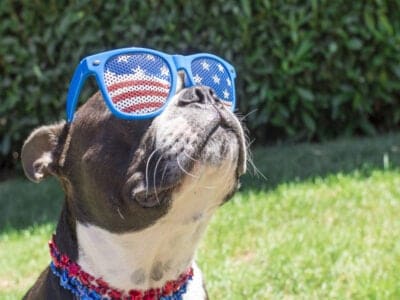How to Keep Your Dog Calm on the 4th of July