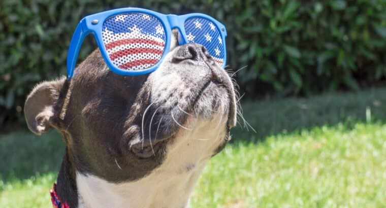 How to Keep Your Dog Calm on the 4th of July