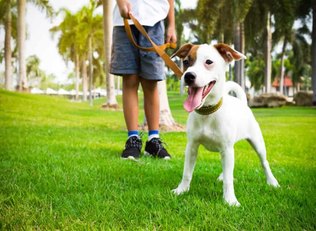 Exercise Reduces Stress in Dogs