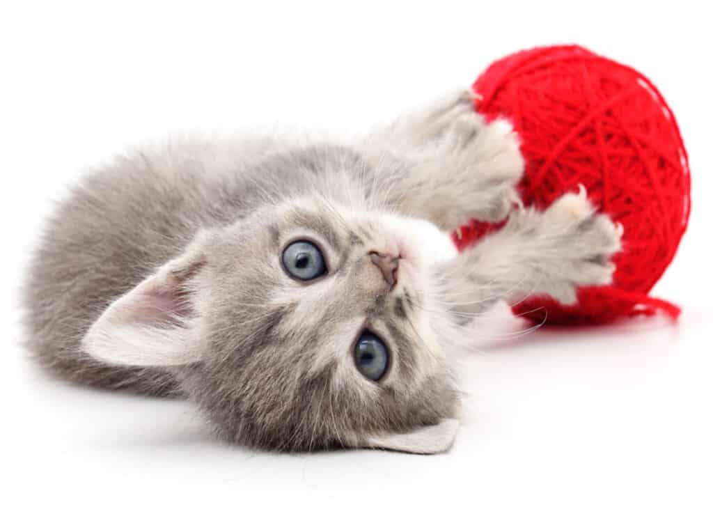 Kitten plays with ball yarn