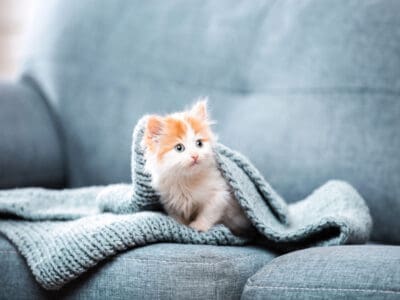 How to Prepare to Bring Your Kitten Home