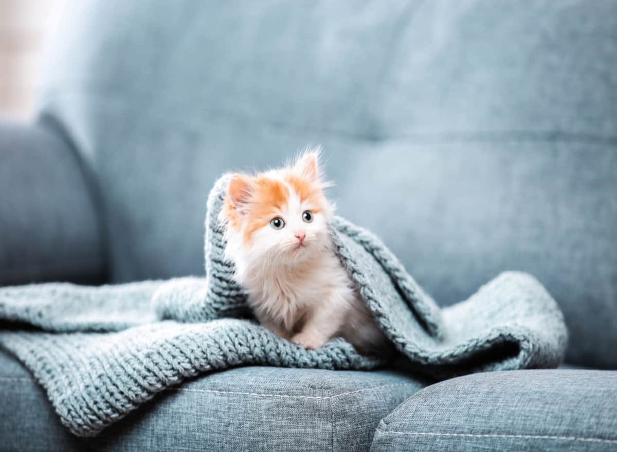 How to Prepare to Bring Your Kitten Home