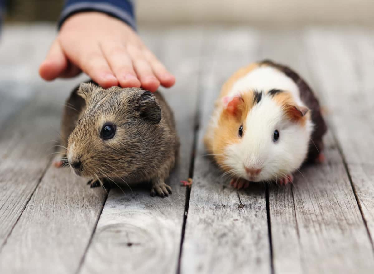 Gerbil Vs Hamster Vs Guinea Pig All You Need To Know