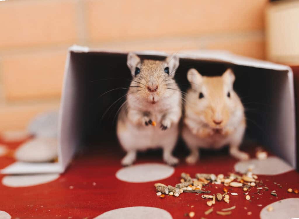Gerbils and Hamsters Have Numerous Differences
