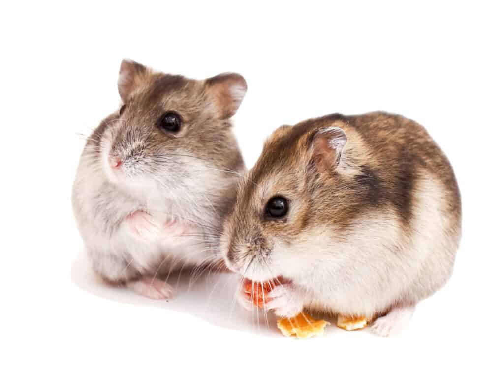 Guinea Pigs and Hamsters Have Different Diets