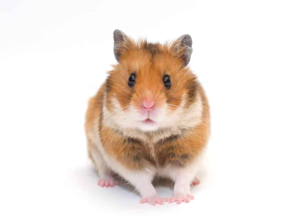 Hamsters Have Soulful Eyes and Fluffy Fur