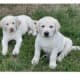 AKC Yellow Lab Puppies for Sale