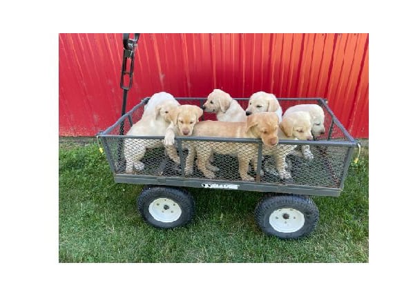 AKC Yellow Lab Puppies for Sale