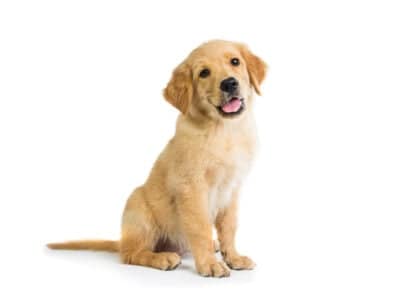 Your Puppy’s First-Year Milestones
