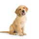 Your Puppy’s First-Year Milestones