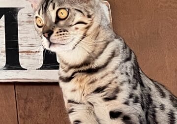Silver Charcoal Bengal, young male to be re-homed