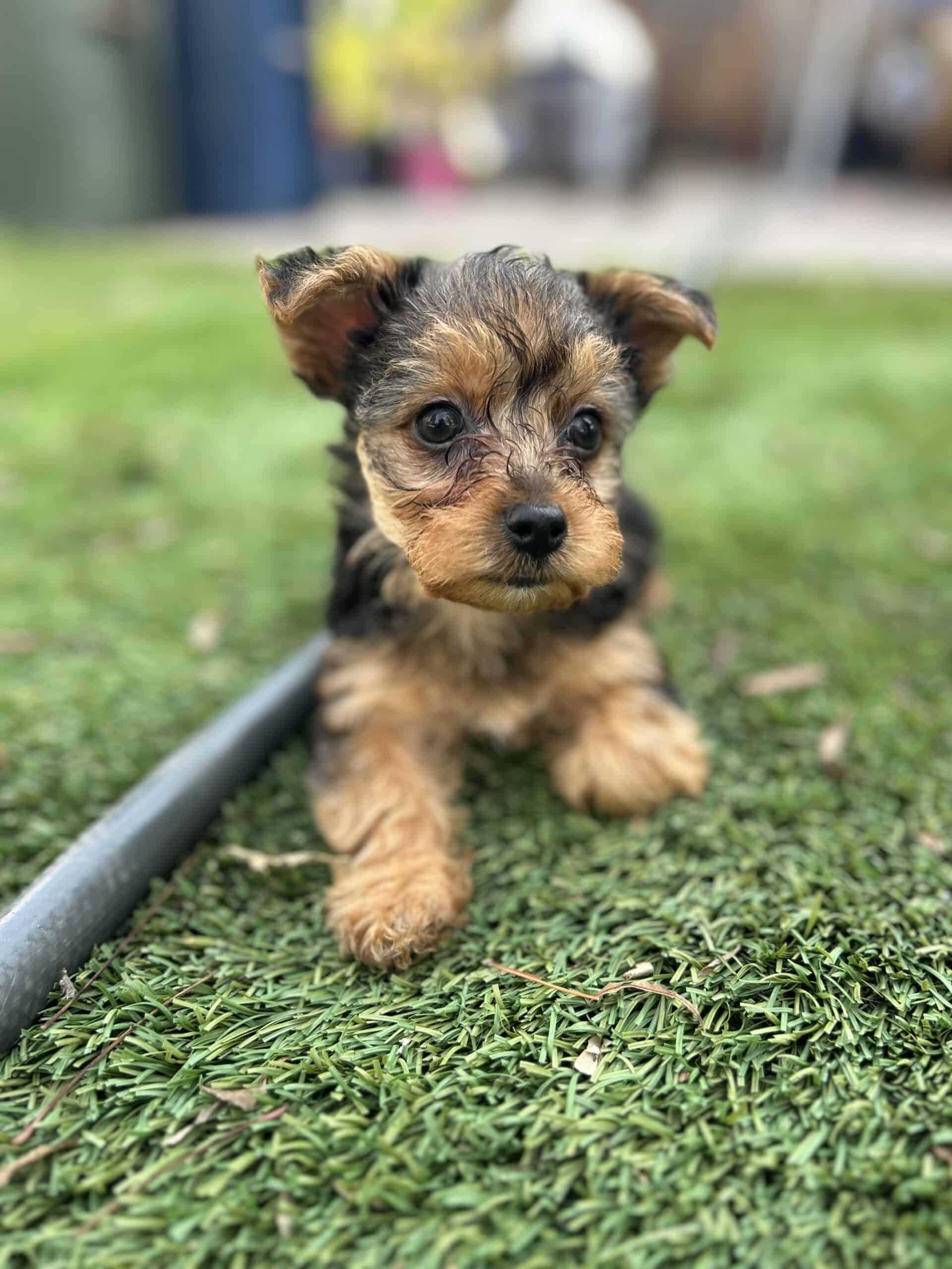 Yorkie Puppies