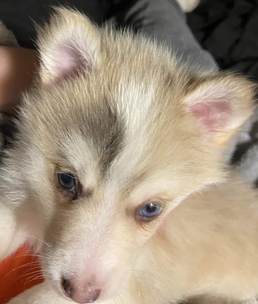 Apollo-Pomsky Puppy