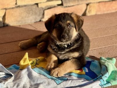 German Shepherd Puppies – AKC registered purebred