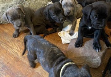 Cane Corso Puppies!!! Brindle and Black Females