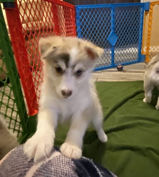 Apollo-Pomsky Puppy