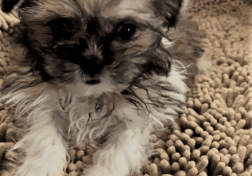 Timmy – Sweet ShiChi Male Puppy