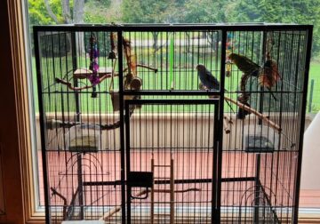 Parakeets and cage