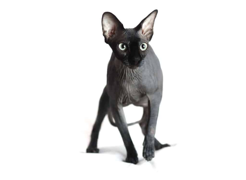 Black hypoallergenic Sphinx cat
