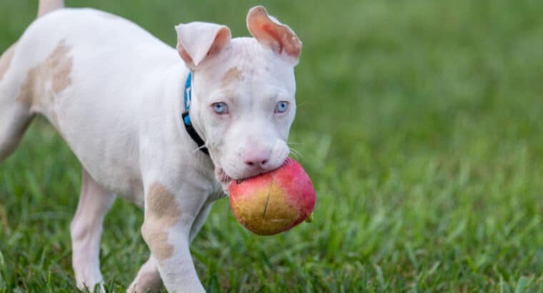 Deaf Dog: Recognizing, Communicating, Training & Caring