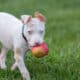 Deaf Dog: Recognizing, Communicating, Training & Caring