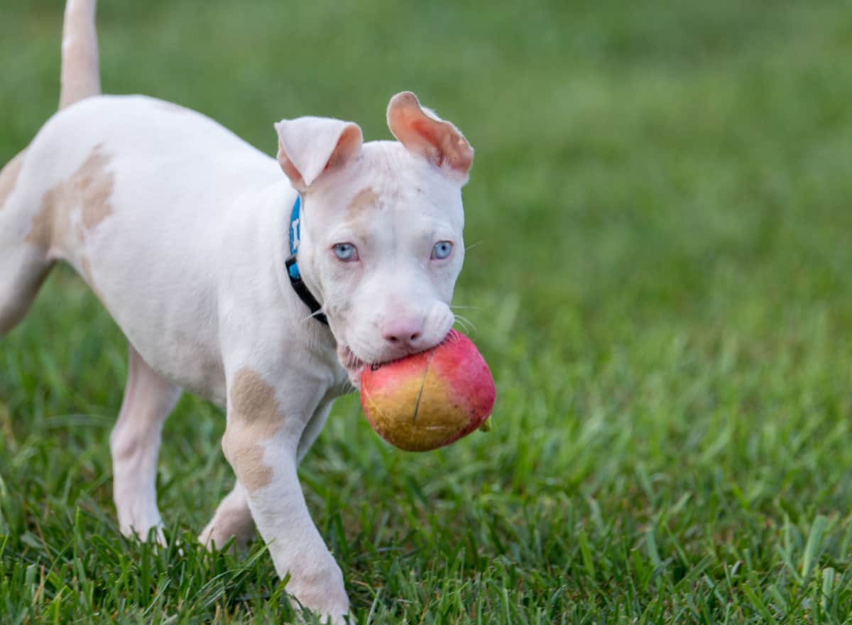 why-are-dogs-deaf-deaf-dogs-rock