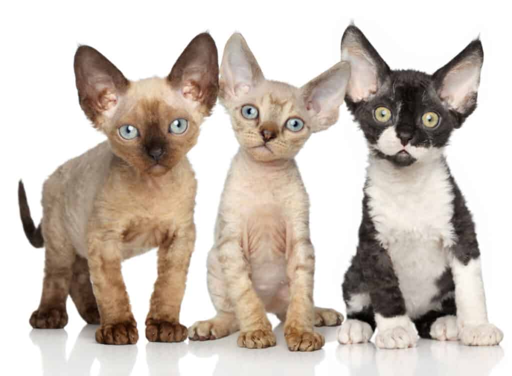 Hypoallergenic cats for sale and adoption
