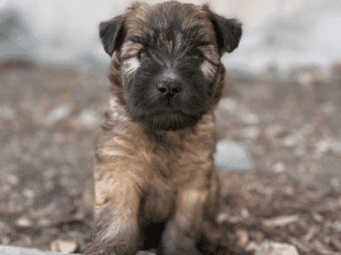 Wheaten Terrier Pups, Hypoallergenic